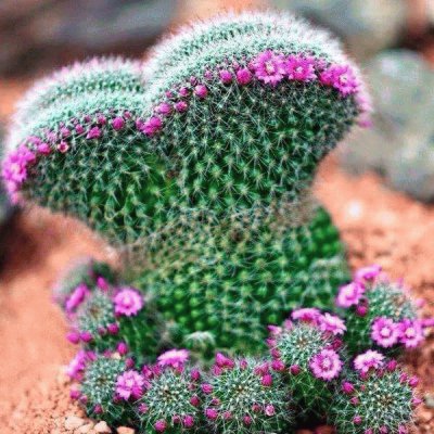 Cactus flor Rosa