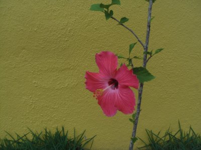 Hibisco SolitÃ¡rio