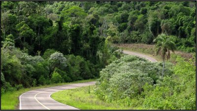 Reserva YabotÃ­. Misiones. Argentina