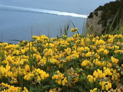 Flores Amarelas