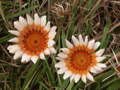 GAZANIA