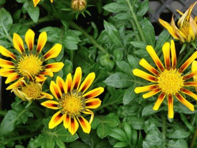 gazania