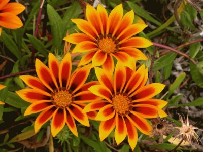 gazania