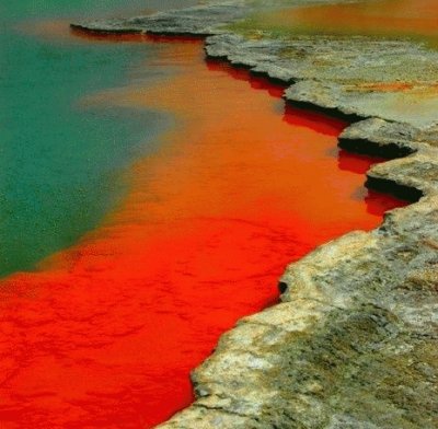 En la Reserva Rotorua. Nueva Zelanda