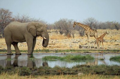 PN Etosha. Namibia