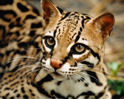 ocelote