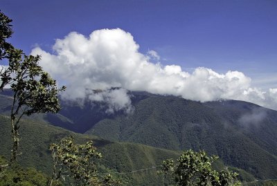 Floresta Nebular - Peru