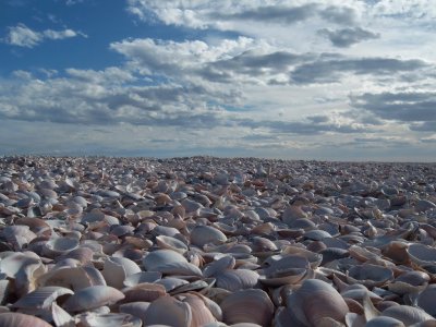 Playa de las Conchillas. Provincia de RÃ­o Negro. Argentina