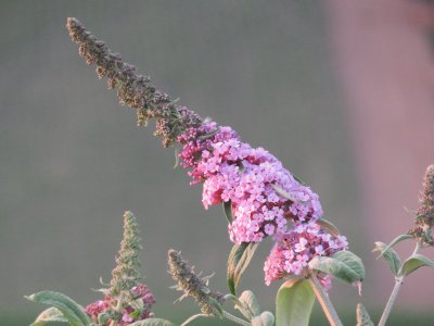 buddleia