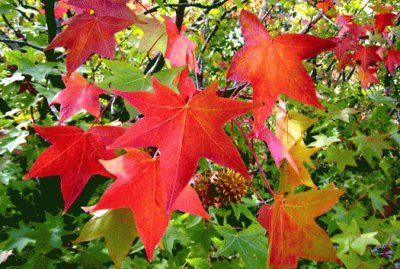 liquidambar