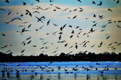 Laguna Mar Chiquita. CÃ³rdoba. Argentina