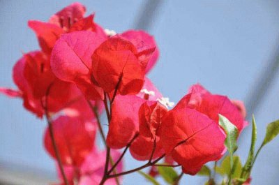 bougainvillier