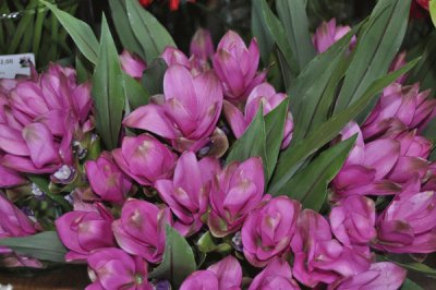 curcuma