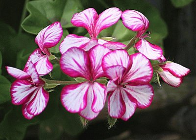 geranium lierre