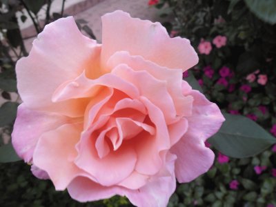 rosa