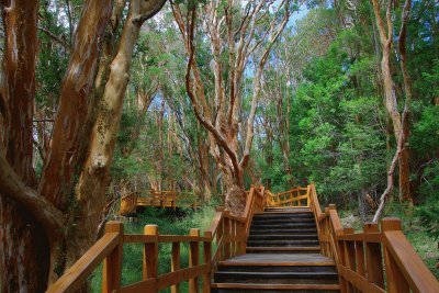 Bosque de Arrayanes. NeuquÃ©n. Argentina