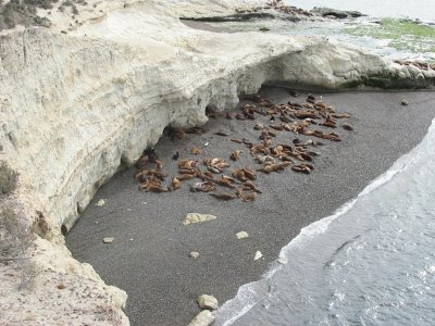 Lobos marinos en Punta Loma. Chubut. Argentina