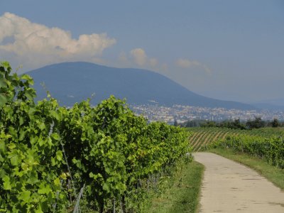 vignoble neuchÃ¢telois