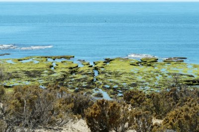 Punta Norte. PenÃ­nsula de ValdÃ©s. Chubut. Argentina