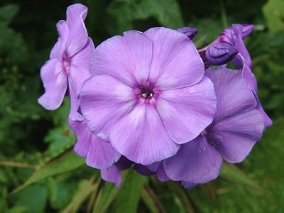 phlox