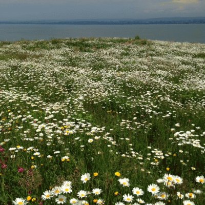 marguerites