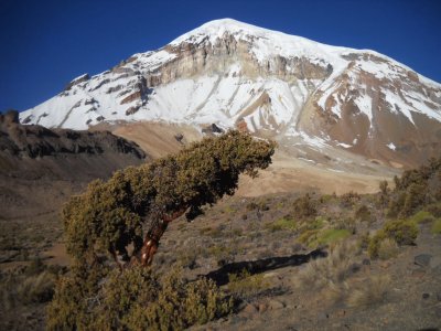 PN Sajama. Oruro. Bolivia