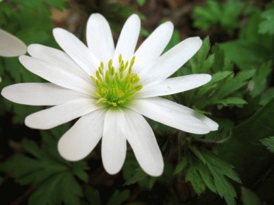 anemone