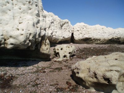 Corales en Puerto Madryn. Chubut. Argentina