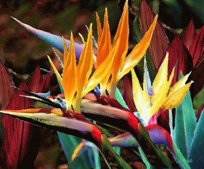 Bird of Paradise