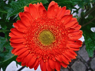 gerbera