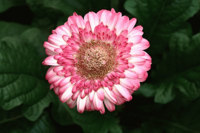 gerbera