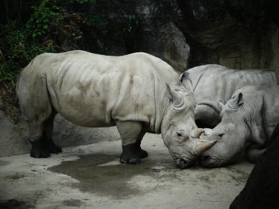 Rhinoceros