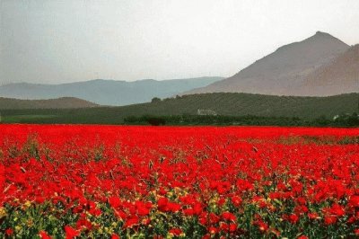 amapolas