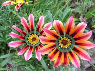 gazania