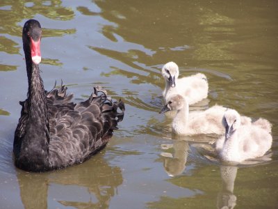 DoÃ±a Cisne y familia