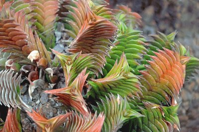 haworthia viscosa