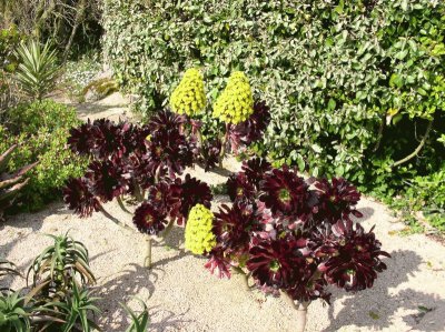 aeonium arboreum