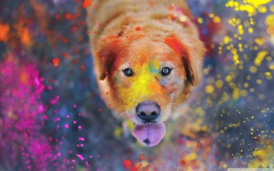 color dog