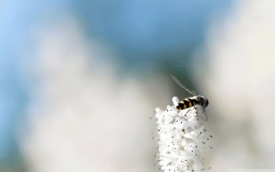 bee