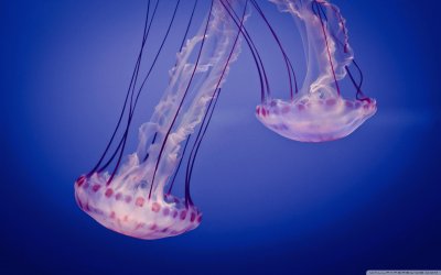 jellyfish