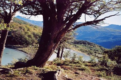 PN Tierra del Fuego. Argentina