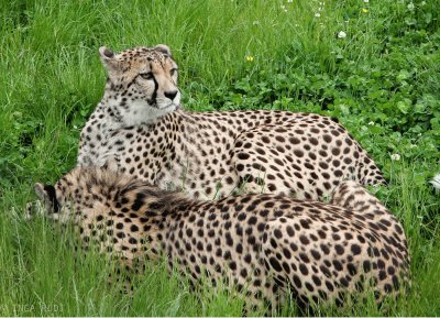 Cheetah at Kristiansand Zoo, by Inga Photography