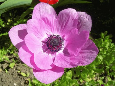 anemone