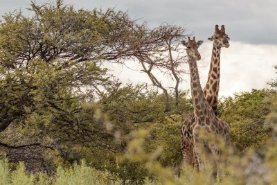 PN Etosha. Namibia