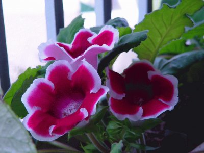 gloxinia