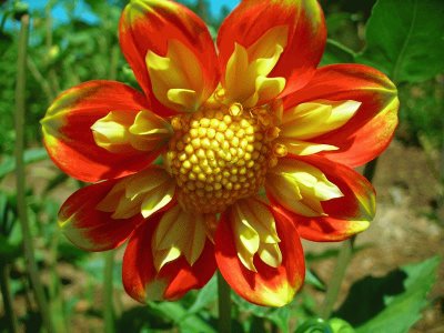 dahlia