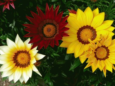 gazania