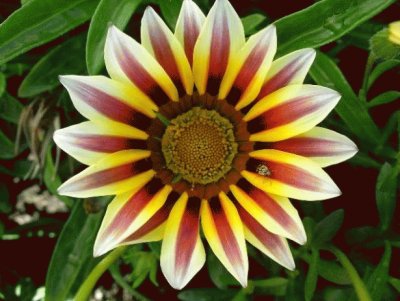 gazania