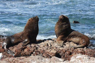 Lobos marinos en Puerto Deseado. Patagonia Argentina