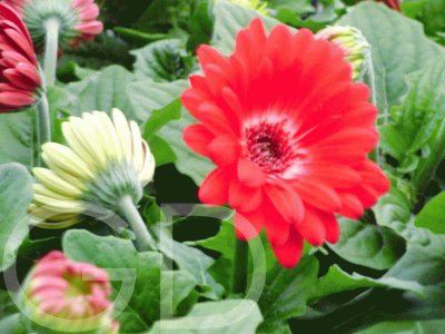 gerbera